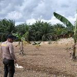 Polsek Nunukan Turun ke Sawah, Bersihkan Lahan Persiapan Tanam Jagung Kuartal I 2026